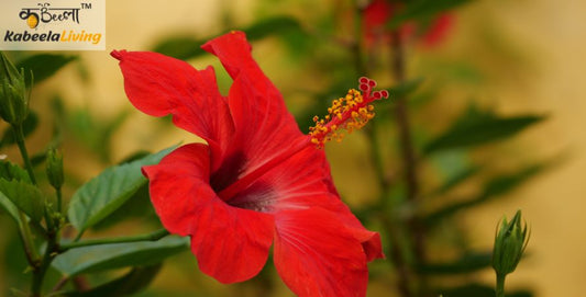 Enjoy the Health Benefits of the Hibiscus Plant- From Reduced Blood Pressure to Improved Immune system