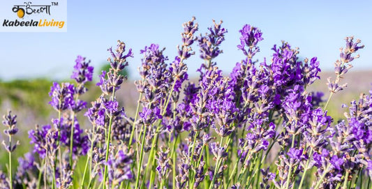 Breathe in Lavender to Beat Stress, Anxiety & More: Explore the healing Power of Aromatherapy