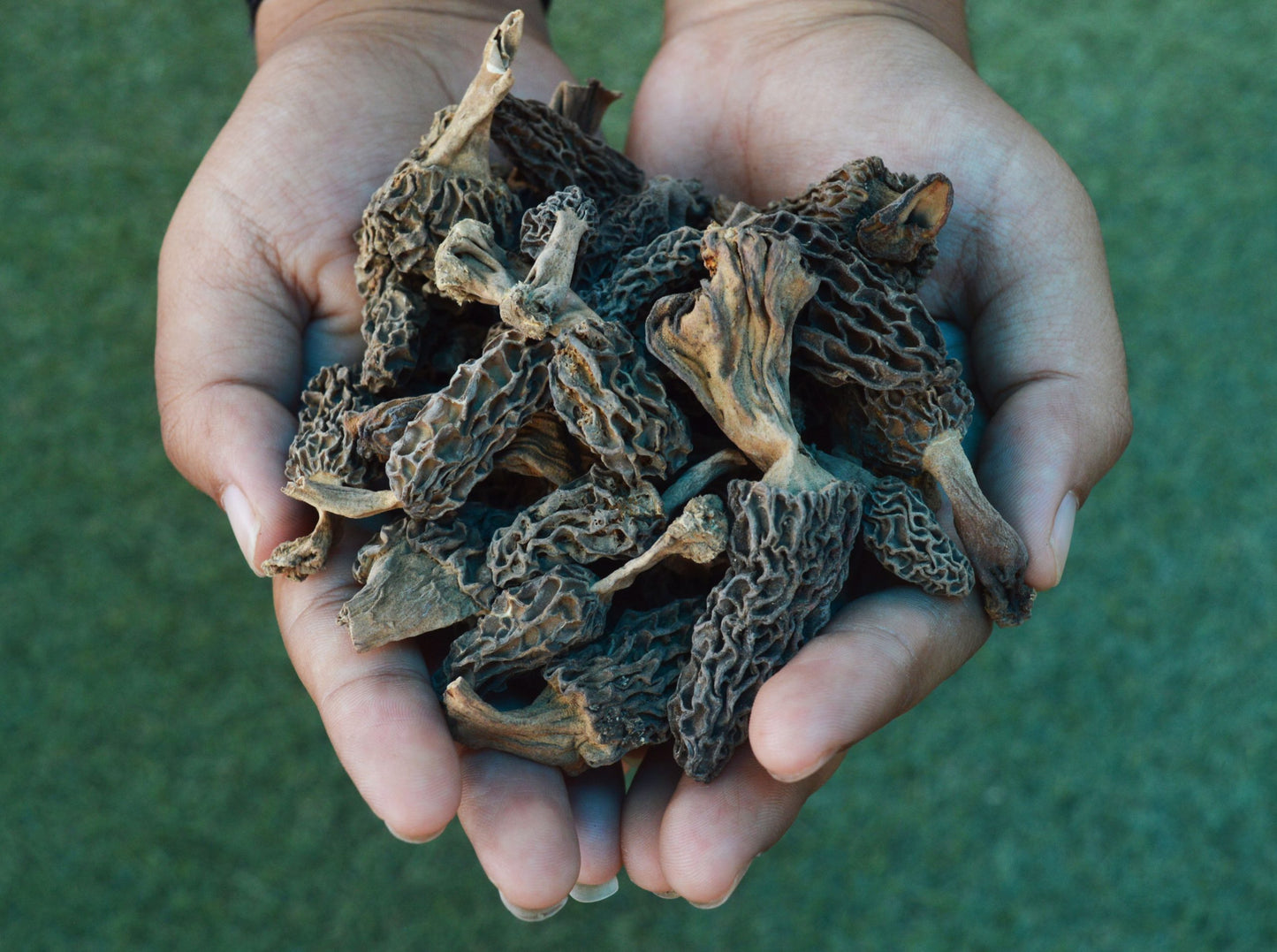 Dried Morel Mushrooms | Natural Guchi Mushrooms With Tail ( 60 Gram)